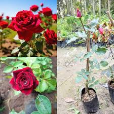 Red Rose Flower seeds