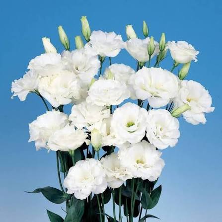 White Lisianthus Flower Seeds