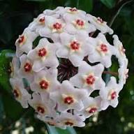 White Carnosa Flower Seeds