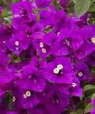 Pink Bougainvillea Flower Seeds - Heirloom, Non-GMO, High Germination Flower Seeds for Planting