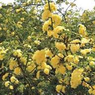 Yellow Banksiae Flower Flower Seeds - Heirloom Non GMO High Germination Organic Garden Planting Seeds