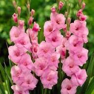 Pink Pink Gladiolus Flower Baby Fresh Planting Baby Gladiolus Flowers Flower Seeds Home Garden Seeds for Planting