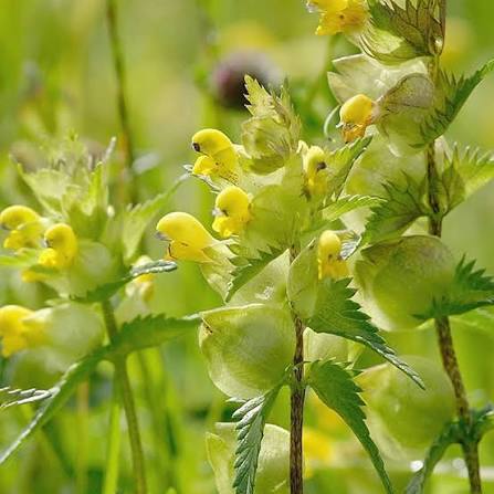Yellow Rhinanthus Flower Seeds