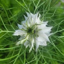 White Nigella Damascena Flower Seeds