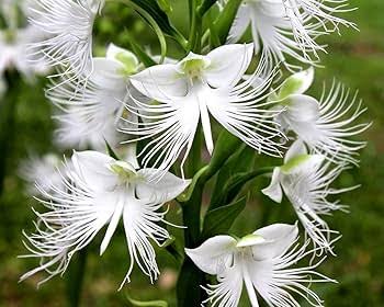 Egret Flower Seeds