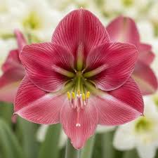 Pink Amaryllis Flower Seeds