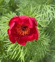Red Fern Leaf Peony Flower Seeds - Heirloom Non GMO High Germination Garden Seeds for Planting