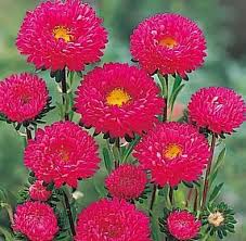 Red Aster Flower Flower Seeds - Heirloom Non GMO High Germination Organic Garden Planting Seeds
