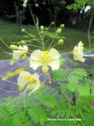 White Caesalpinia Flower Flower Seeds - Heirloom Non GMO High Germination Organic Garden Planting Seeds