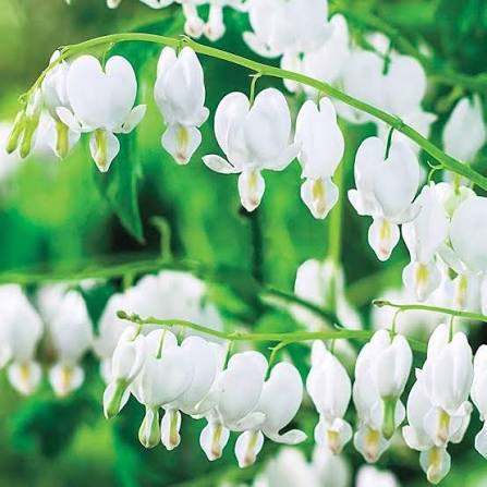 White Bleeding Heart Flower