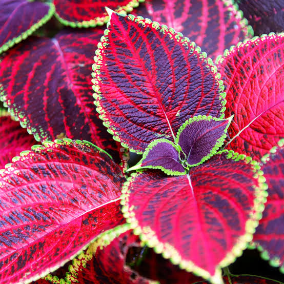 Pink Coleus Flowers Seed.