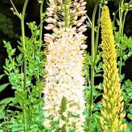 Eremurus Flower for Planting Heirloom Non-GMO High Germination Organic Garden for Colorful Landscapes Seeds - Heirloom