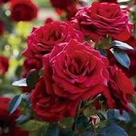 Red Rose Flower Seeds Heirloom Non-GMO High Germination Organic Garden Seeds for Colorful Seeds for Planting