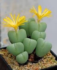 Yellow Conophytum Flower Seeds - Heirloom Non GMO High Germination Flower Seeds for Planting