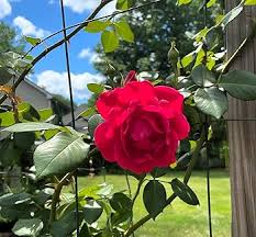 Red Climbing Rose Flower seeds