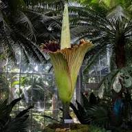 Orange Corpse Flower Seeds - Heirloom Non GMO High Germination Flower Seeds for Planting