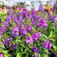 Purple Angelonia Flower Seeds - Heirloom Non-GMO High Germination Flower Seeds for Planting