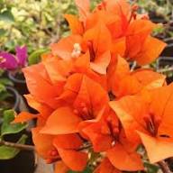 Orange Bougainvillea Flower Seeds Premium Floral Seeds Decorative Outdoor Landscapes
