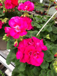 Red Pink Pelargonium Flower Seeds