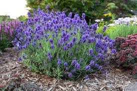 Lavandula Flower Seeds