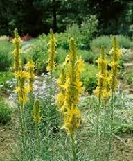 Yellow Asphodeline Flower Seeds Rare Blooming Plants Balcony and Patio Gardening Colorful Seeds for Planting Heirloom No