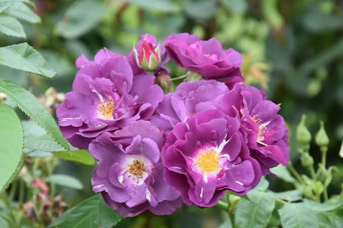 Purple Climbing Rose Flower for Planting Heirloom Non-GMO High Germination Organic Garden Seeds - Heirloom Non GMO