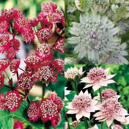 Astrantia Flower Seeds