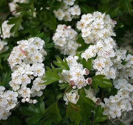Hawthorns Flower Premium Floral