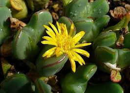 Conophytum Flower