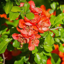 Quince Flower Seeds