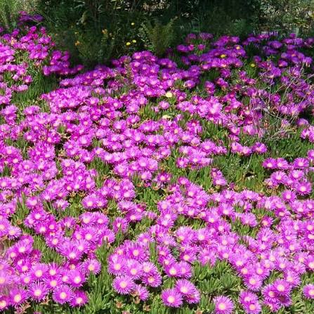 Pink Delosperma Flower Seeds
