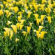 Yellow Calla Lily Flower Seeds Exotic Flowering Plants Colorful Backyard Beauty Colorful Blooms Seeds for Planting Heirloom Non GMO High Germination Organic Garden Seeds