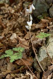 White Dicentra cucullaria Flower Seeds - Heirloom Non GMO High Germination Flower Seeds for Home Garden Planting