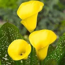 Yellow Bonsai Calla Lily Flower Seeds