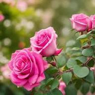 FLORIBUNDA FLOWER SEEDS