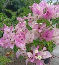 Pink Azorina Flower Flower Seeds - Heirloom Non GMO High Germination Organic Garden Planting Seeds