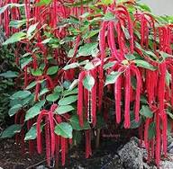 Red Acalypha Flower Seeds