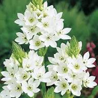 White Chincherinchee Flower Seeds Exotic Flowering Plants Colorful Backyard Beauty Colorful Seeds for Planting - Heirloo