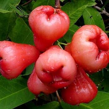 Red Rose Apple Fruit Seeds