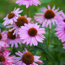 Purple Echinacea Flower Seeds for Planting Heirloom Non-GMO High Germination Organic Garden Seeds