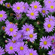 Violet Brachyscome Flower Seeds