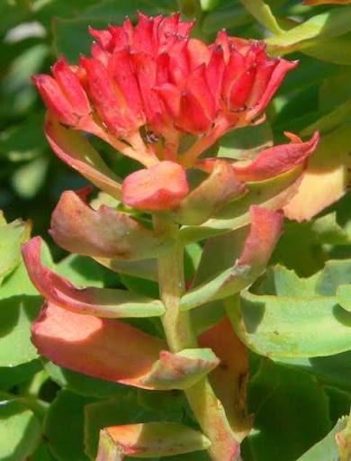 Red Rhodiola rosea Flower Seeds