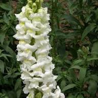 White Antirrhinum Majus Flower Flower Seeds - Heirloom Non GMO High Germination Organic Garden Planting Seeds