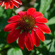 Red Echinacea Flower Seeds