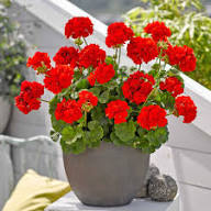 Red Geranium Flower Fresh