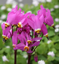 Purple Dodecatheon Flower Seeds