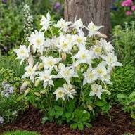 White Aquilegia Columbine Flower Seeds Home Garden Seeds for Planting Heirloom Non-GMO High Germination Organic Garden