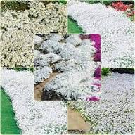 White Cress Flower Seeds Exotic Flowering Plants - Heirloom Non GMO High Germination Organic Garden Seeds