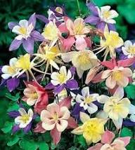 Purple White Aquilegia Flower Fresh Planting Columbine Blooms Flower Seeds Home Garden Seeds for Planting Non-GMO High