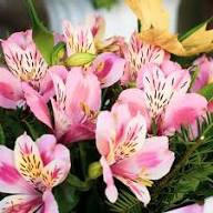 Alstroemeria Flower Seeds Rare Blooming Plants Balcony and Patio Gardening Colorful Seeds for Planting Heirloom Non-GMO